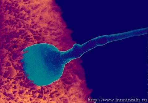 Сперматозод обладает нюхом